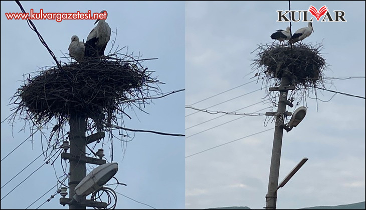 2 aşık leylek geleneği bozmadı