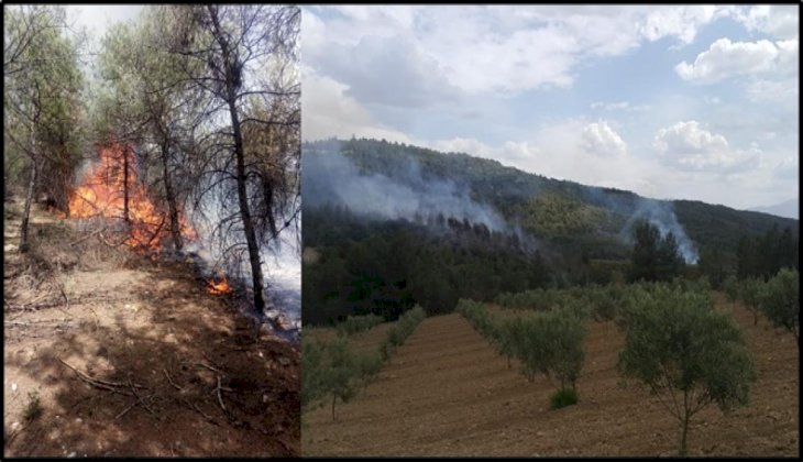 Denizli'de orman yangını 