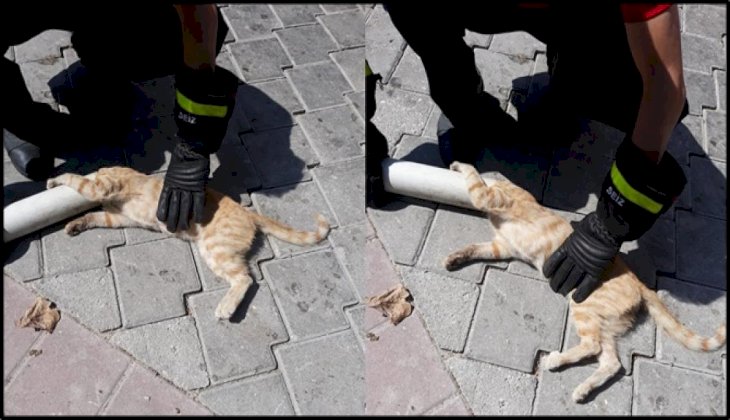 Çatıdaki boruya sıkışan kedi kurtarıldı