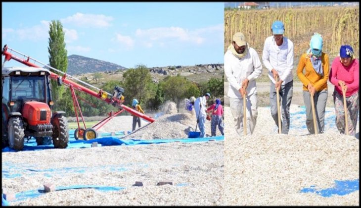 Denizli'de 16 bin ton ay çekirdeği hasat edildi