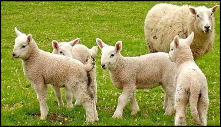Denizli'de koyun ve keçi çalan baba ile üvey kızı tutuklandı