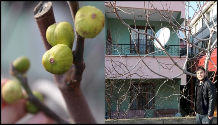 Denizli'de bir incir ağacı, ocak ayında meyve verdi