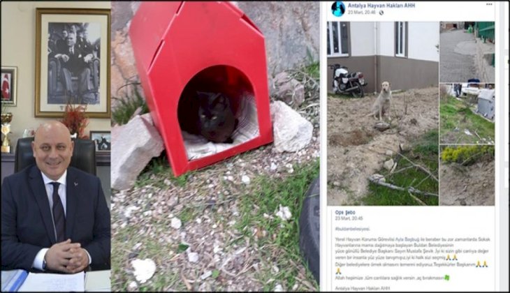 Buldan Belediyesi, Sokak hayvanlarını unutmadı