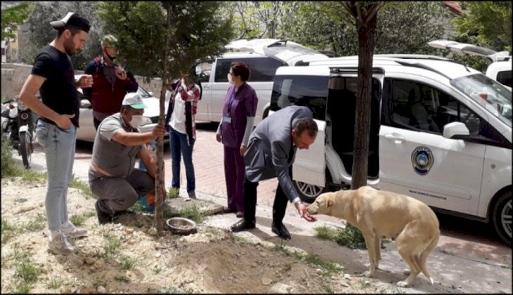 Buldan'da Sokak Hayvanları Unutulmuyor
