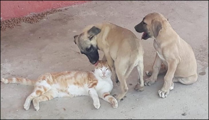 Kedi ile köpeğin kalpleri ısıtan dostluğu