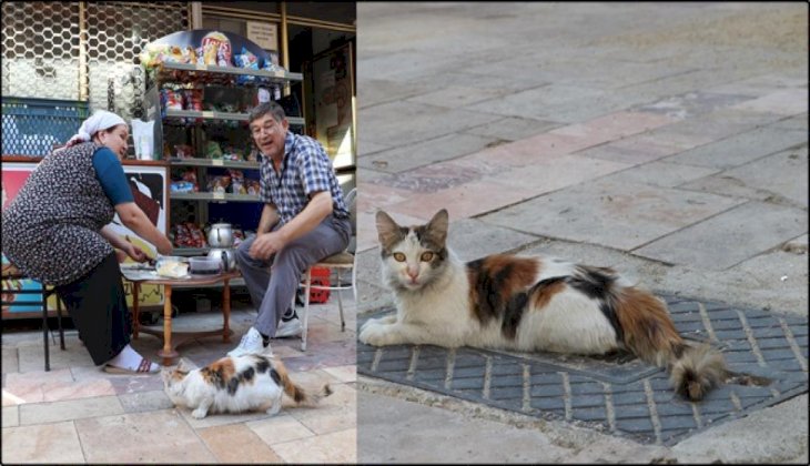 Denizli'de sokak kedisini tekmeleyen kişiye 900 lira ceza kesildi