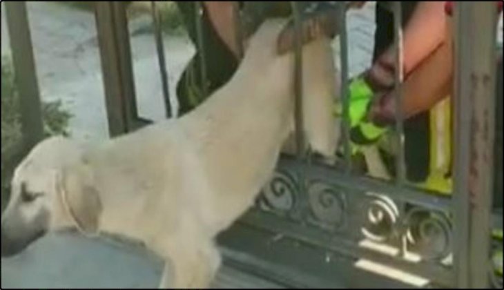 Kapı korkuluğuna sıkışan köpeği itfaiye kurtardı