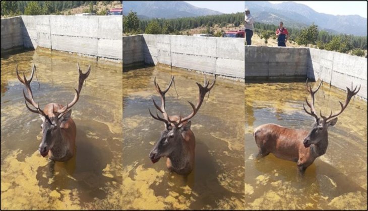 Sulama havuzuna düşen geyik kurtarıldı