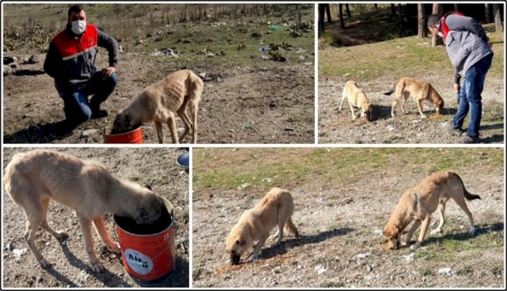 Ölüme terk edilen köpeklere Buldan Belediyesi sahip çıktı