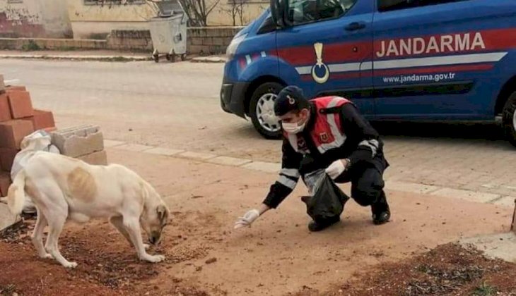 Jandarmadan sokak hayvanlarına şefkat eli
