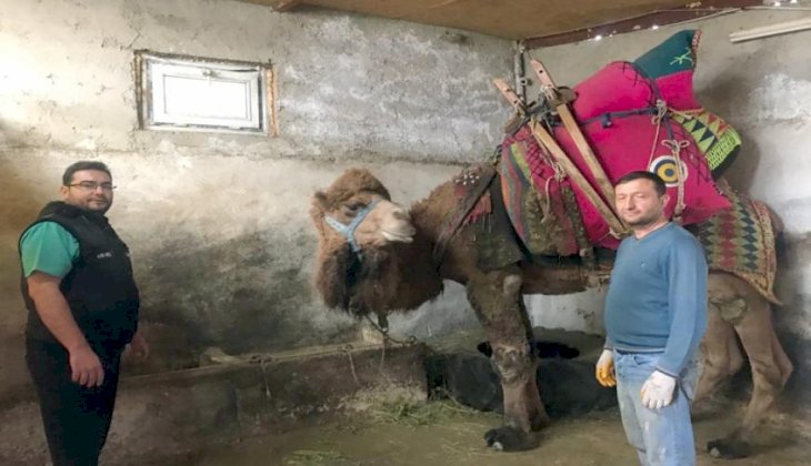 Şampiyon deve 'Çılgın Cambaz' yeni sezona hazırlanıyor