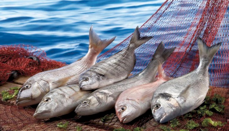Birleşmiş Milletler 2022 yılını Balıkçılık ve Su Ürünleri Yılı ilan etti