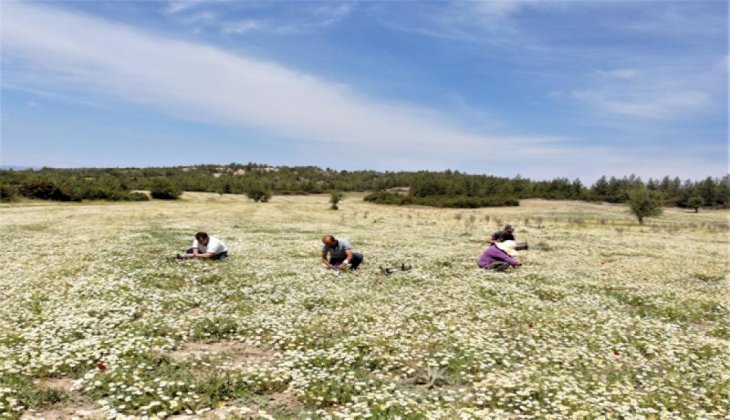 Şifa deposu Mayıs Papatyası'nda hasat zamanı