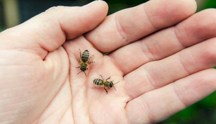 Açık alan tehlikelerine dikkat: Arı ve böcek sokması, kene ısırığı ölümcül olabilir