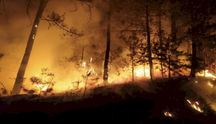  Ormanlık alandaki yangın paniğe neden oldu