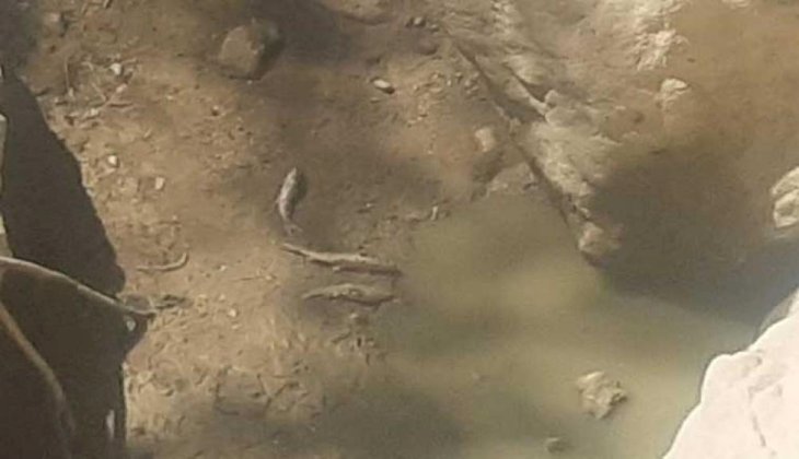 Menderes'te binlerce balık telef oldu 