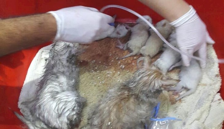 Oksijen tedavisiyle 20 kedinin hayatını kurtardı