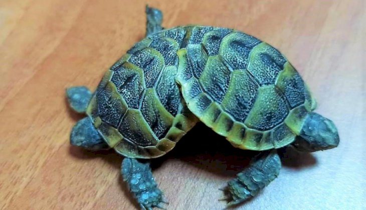 Yapışık kara kaplumbağaları koruma altına alındı