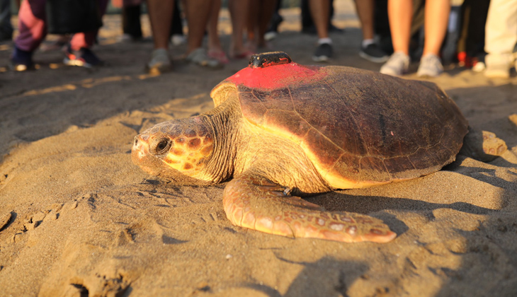  6 milyon kişinin izlediği kaplumbağa Tuba Hırvatistan'a ulaştı