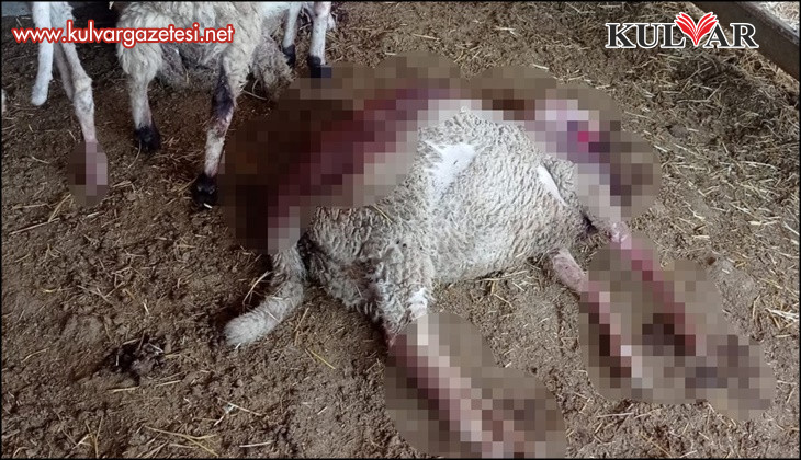 Acıpayam 'da gece ağıla giren kurt, 8 kuzuyu telef etti