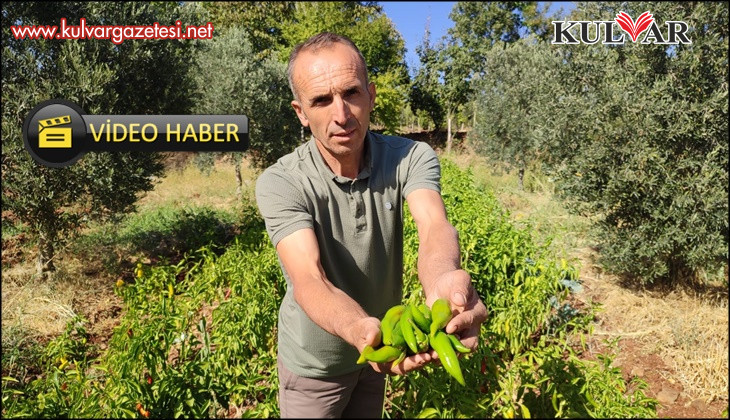 Acısıyla meşhur Kayaca biberinde hasat sona erdi