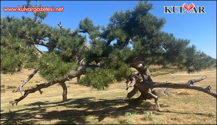 Asırlık çamın yaşam mücadelesi