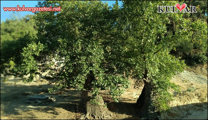Asırlık çınar ağaçlarının koruma altına alınması isteniyor