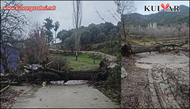 Asırlık kavak ağacı fırtınaya dayanamadı