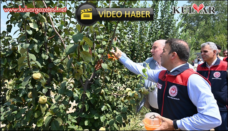 Ayva üretiminde kalıntısız tarım için üreticilere tuzak dağıtıldı