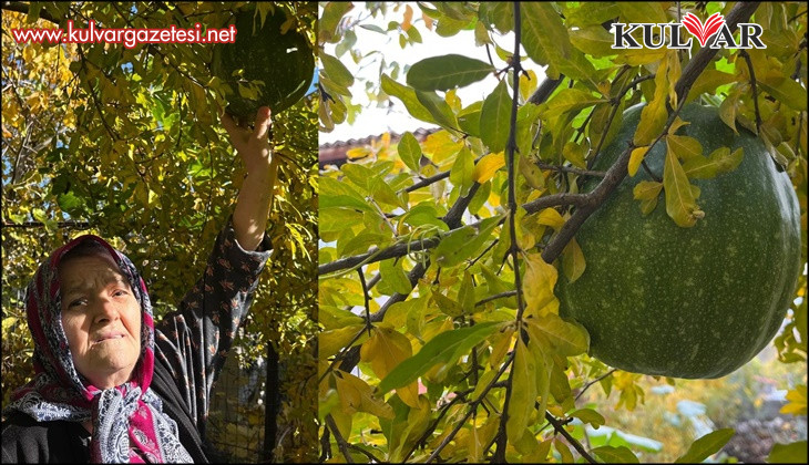 Bahçeye ektiği kabak, nar ağacının tepesinde meyve verdi