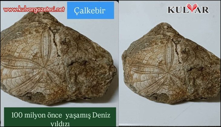 Baklan’da milyonlarca yıllık deniz yıldızı fosili bulundu