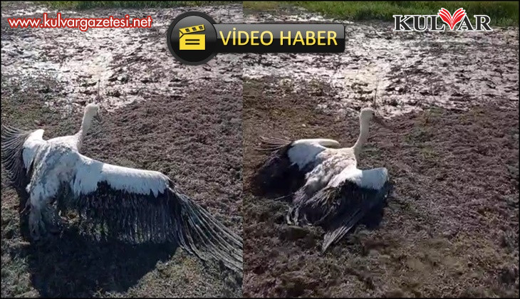 Balçığa saplanan leyleğin imdadına balıkçılar yetişti