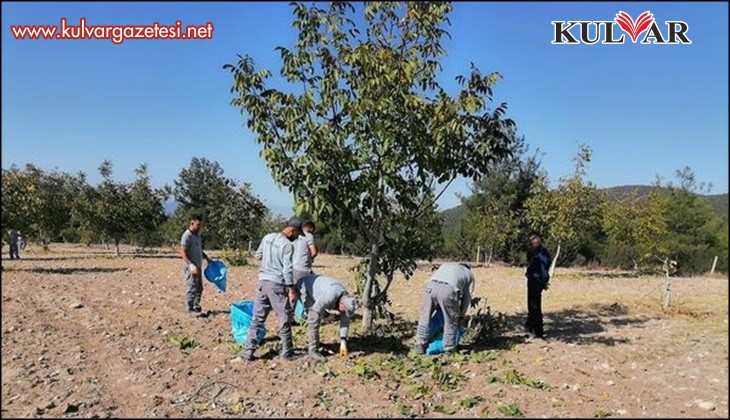 Bozkurt'ta belediyenin ceviz bahçesinde ilk hasat yapıldı