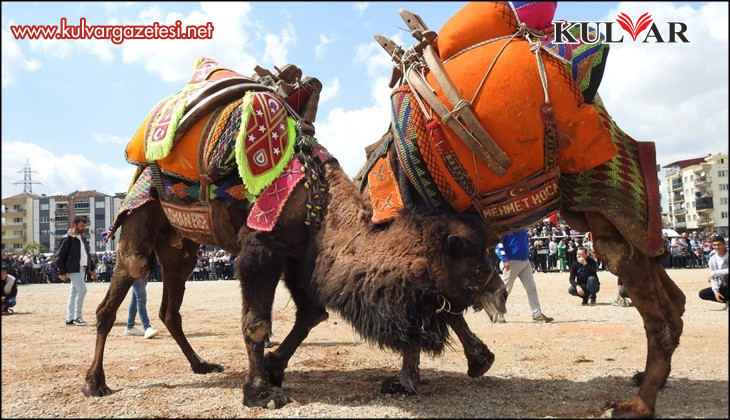 Buldan deve güreşlerine şap engeli
