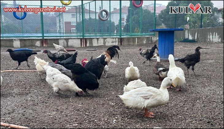 Buldan Gençlik Merkezinde mini hayvanat bahçesi kuruldu