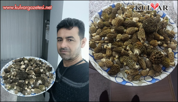 Buldan ormanlarında kuzugöbeği bereketi