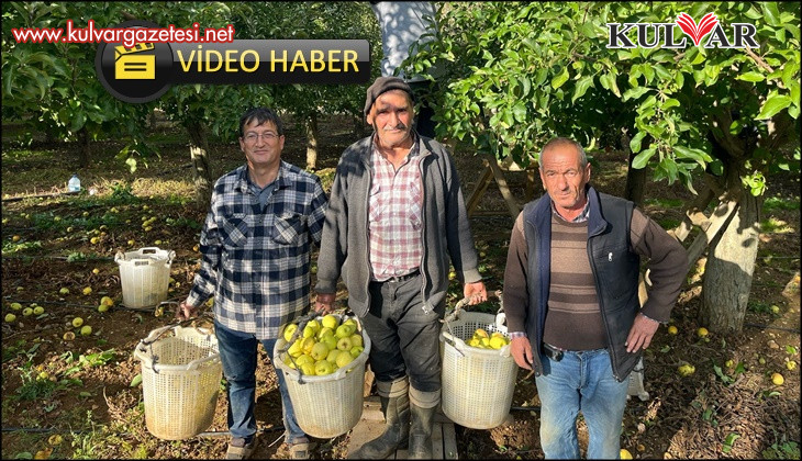 Buldan'da elma hasadı yüz güldürüyor