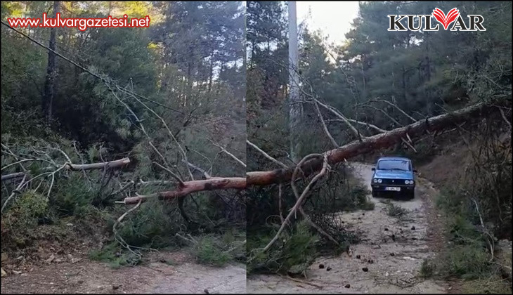 Buldan’da fırtınadan devrilen ağaçlar yolu kapattı