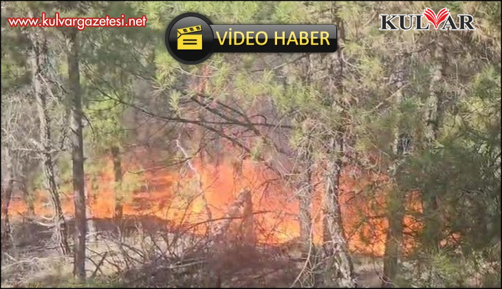 Buldan’da ormanlık alanda yangın çıktı