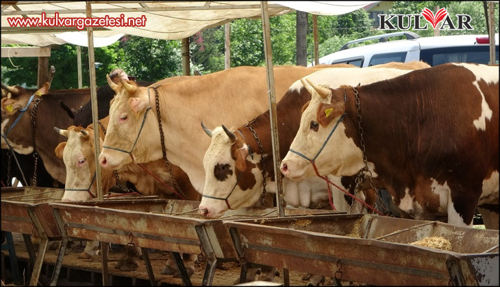 Buldan'da şap karantinası kaldırıldı