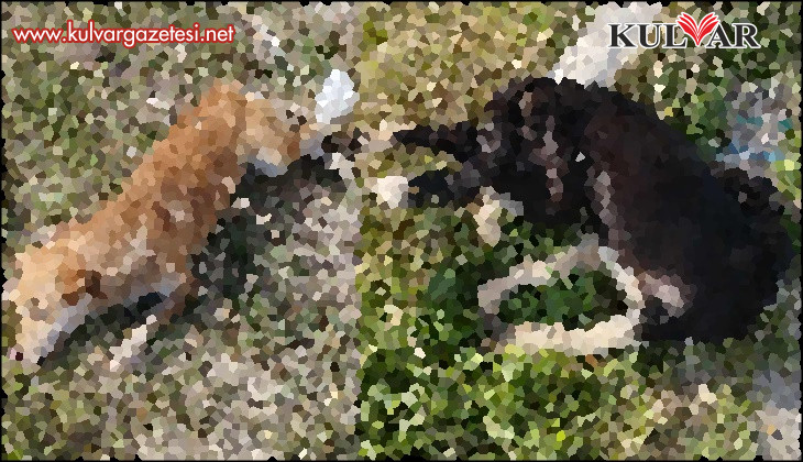 Buldan’da yol kenarında ölü köpekler bulundu