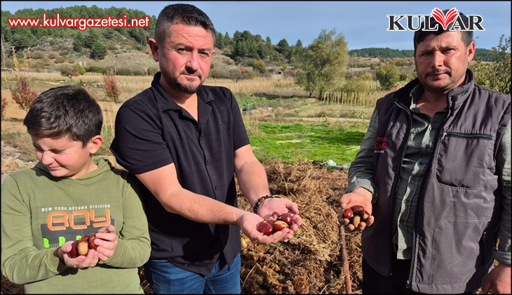 Buldan'ın tescilli kestanesinde hasat zamanı