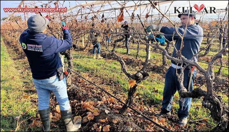 Buldan'ın tescilli üzümlerinin yetiştiği asmalar yeni sezona hazırlanıyor