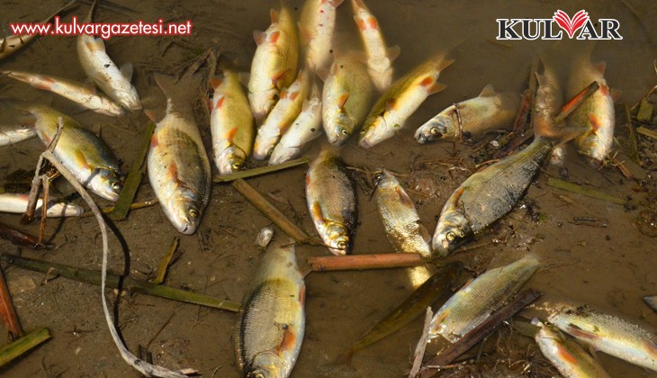 Büyük Menderes Nehri'ndeki balık ölümleri korkutuyor