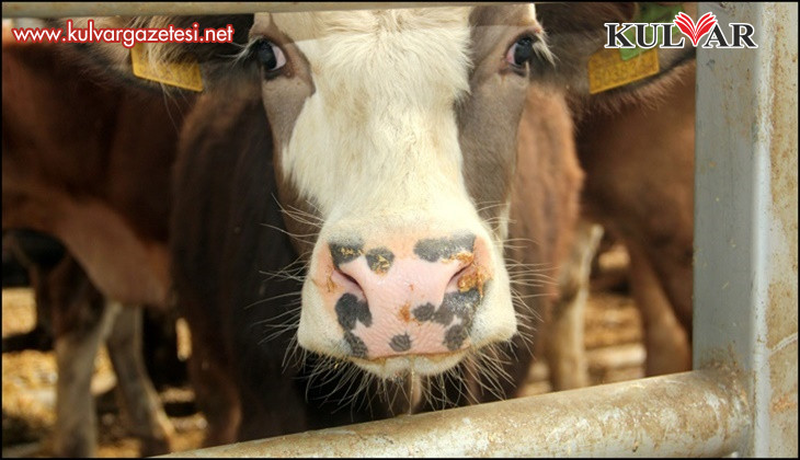 Çal’da 2 mahallede şap tespit edilmesi üzerine 19 mahalle karantinaya alındı