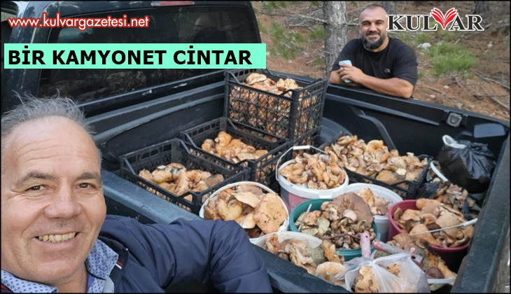Çameli’de cintar bereketi