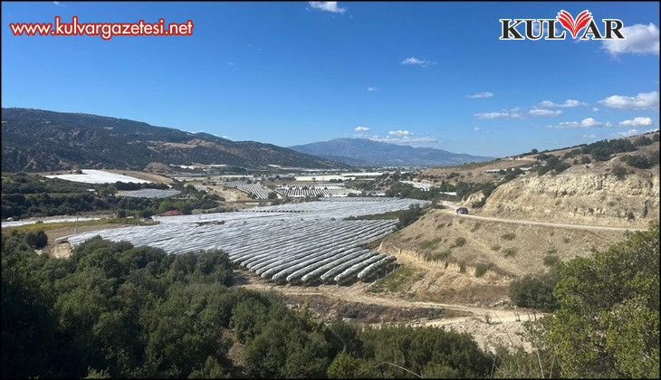 Çekirdeksiz üzümler koruma altında