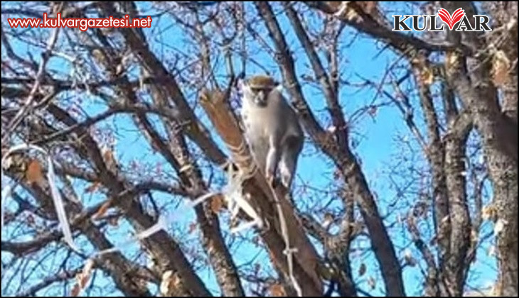 Çivril’de görülen maymun koruma altına alındı