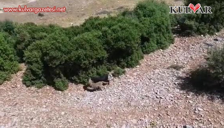 Çoban sürüye saldıran kurdu dronla adım adım takip etti