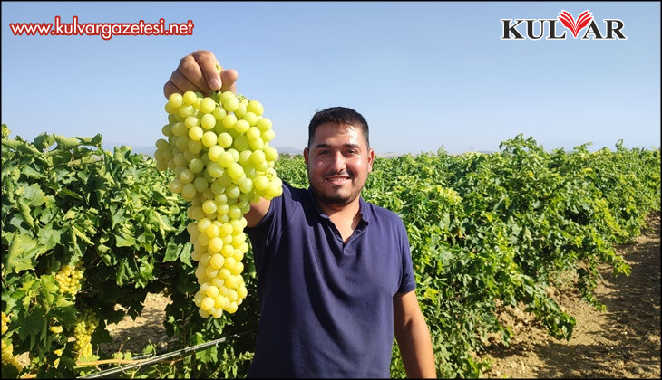 Coğrafi işaretli İsabey çekirdeksiz üzümünde hasat başladı